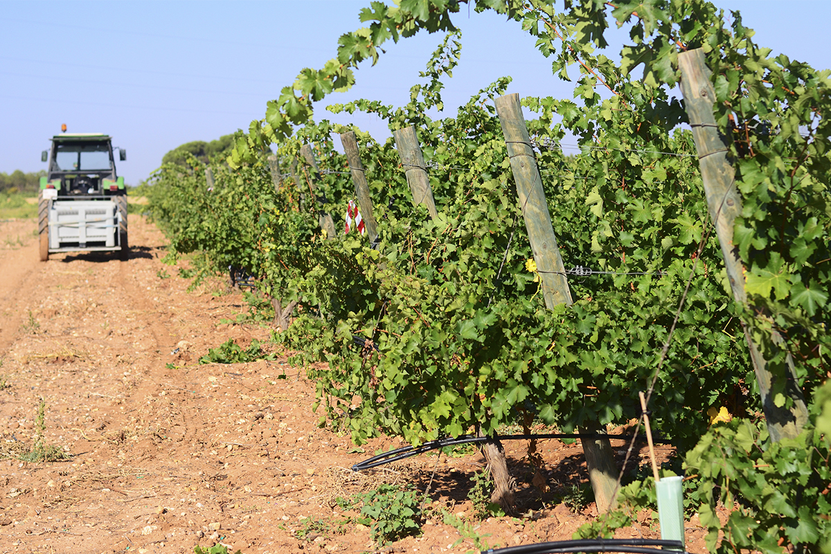 vineyard harvest wine