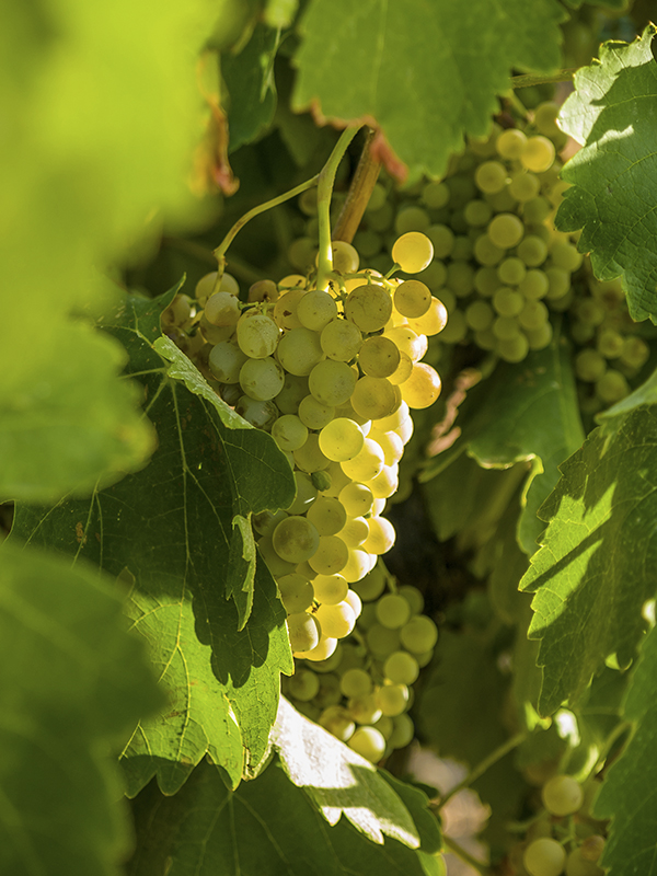 white grape vineyard dominio punctum