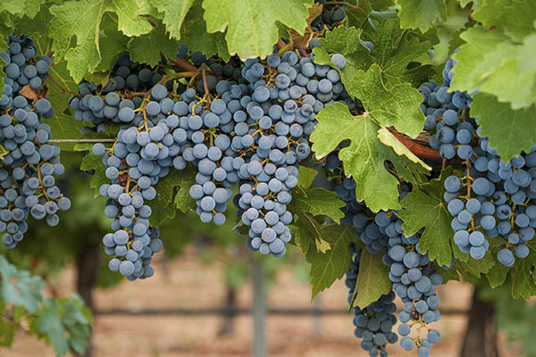 red grapes vineyard finca fabian dominio punctum